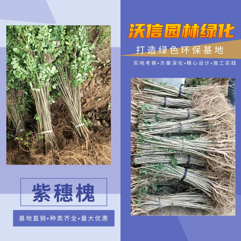 9000畝紫穗槐基地圖片/9000畝紫穗槐基地樣板圖 (4)