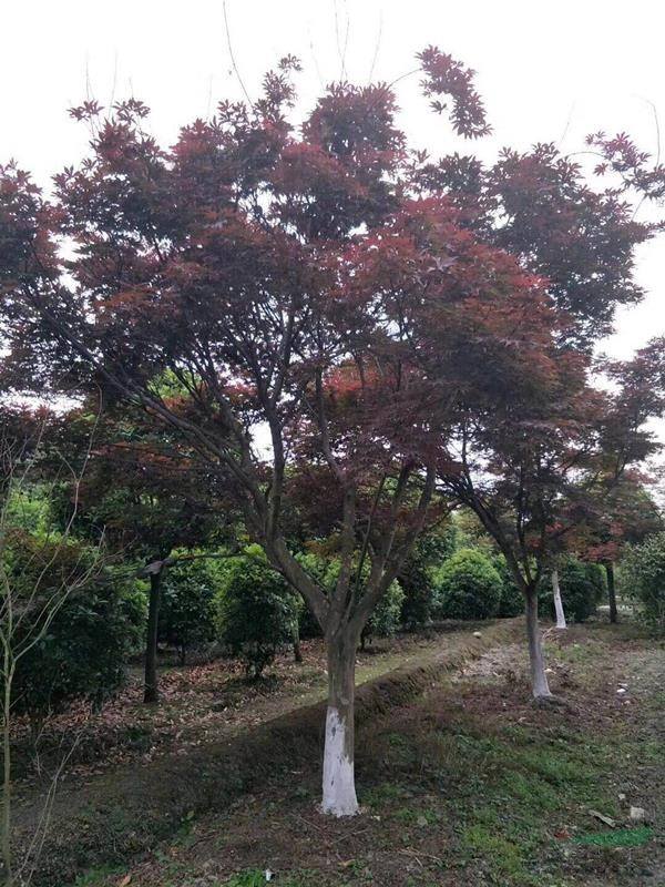 高桿紅楓圖片/高桿紅楓樣板圖 (1)