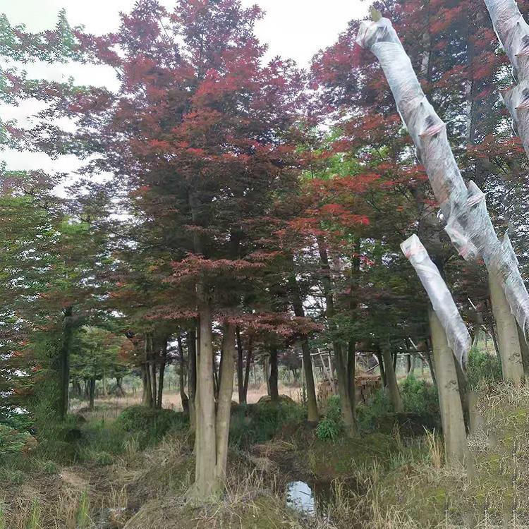紅楓種植圖片/紅楓種植樣板圖 (3)