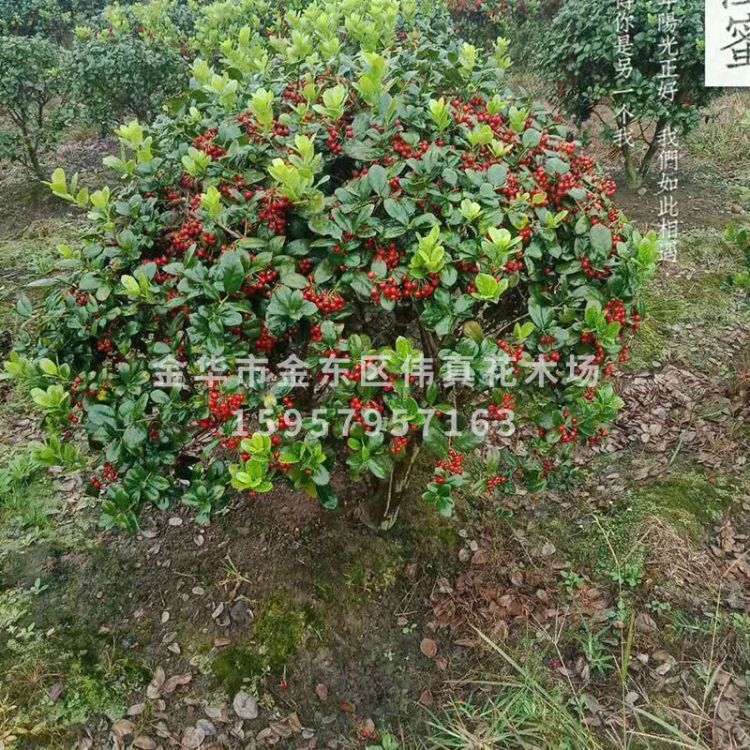 構(gòu)骨球圖片/構(gòu)骨球樣板圖 (2)