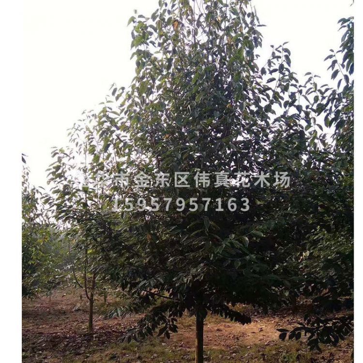 紫玉蘭圖片/紫玉蘭樣板圖 (3)