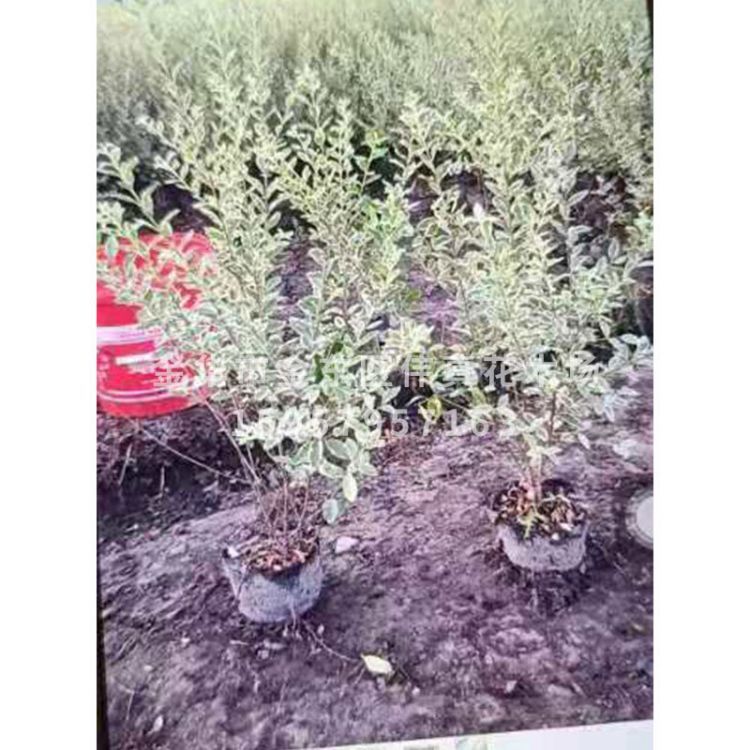 工程樹木景觀圖片/工程樹木景觀樣板圖 (3)