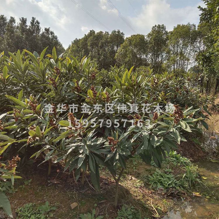 嫁接枇杷圖片/嫁接枇杷樣板圖 (2)