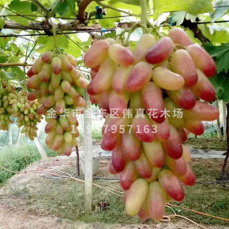 葡萄果樹圖片/葡萄果樹樣板圖 (4)