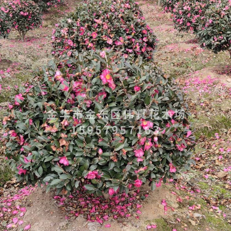 綠化樹(shù)木圖片/綠化樹(shù)木樣板圖 (1)