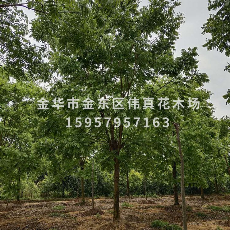 無患子大樹圖片/無患子大樹樣板圖 (4)