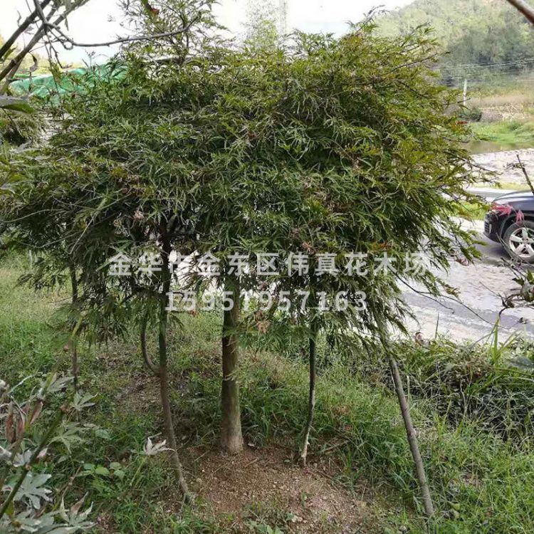 大量供應(yīng)庭院綠化樹 綠羽毛楓 紅羽毛楓 多種綠化樹