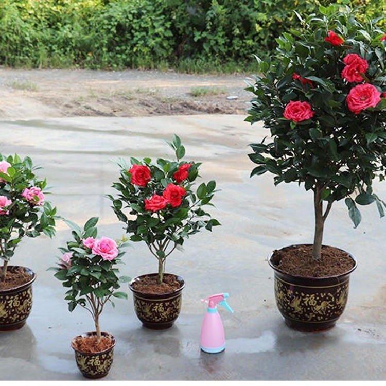 一樹多色系茶花 一米以上高 六十到八十冠的五色赤丹茶花 赤丹茶花小樹