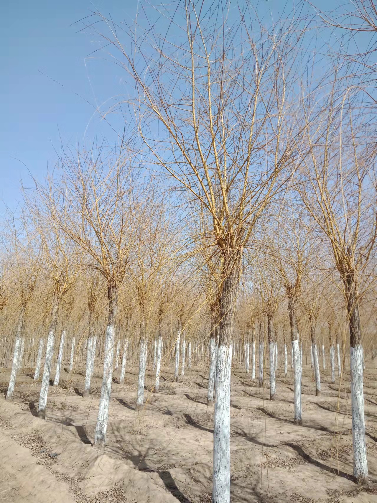 嫁接金絲垂柳種植