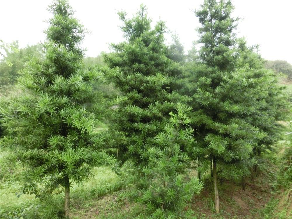 羅漢松圖片/羅漢松樣板圖 (1)