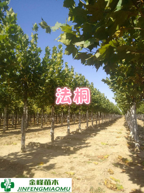 速生法桐基地 河北法桐價格