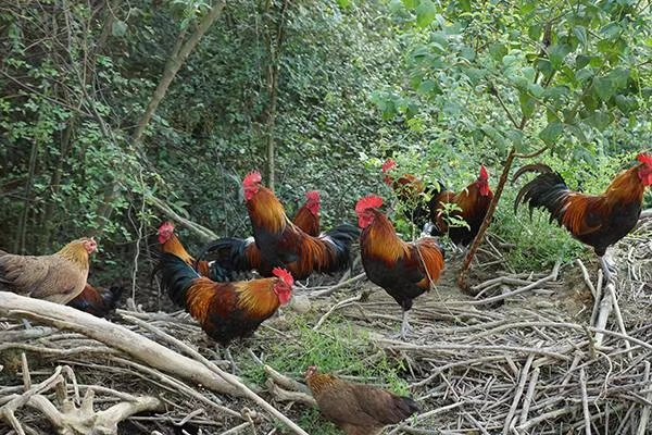 土雞苗圖片/土雞苗樣板圖 (2)