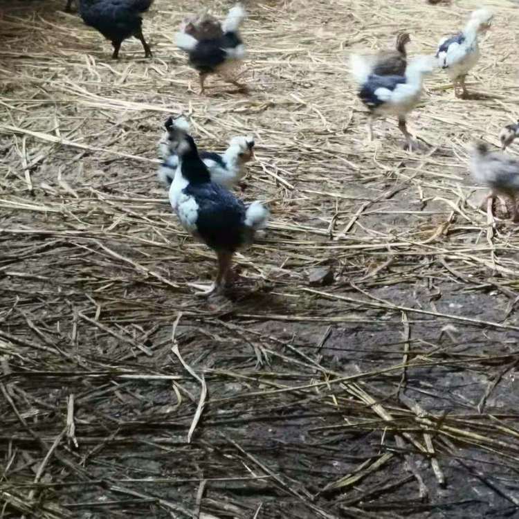 農(nóng)家貴妃雞苗圖片