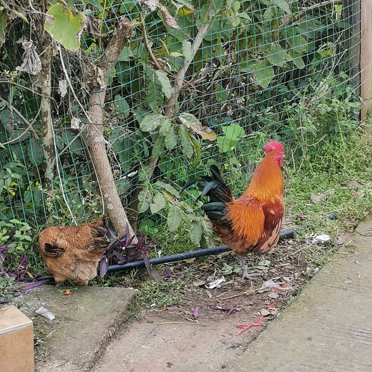 百鳥圖片/百鳥樣板圖 (4)