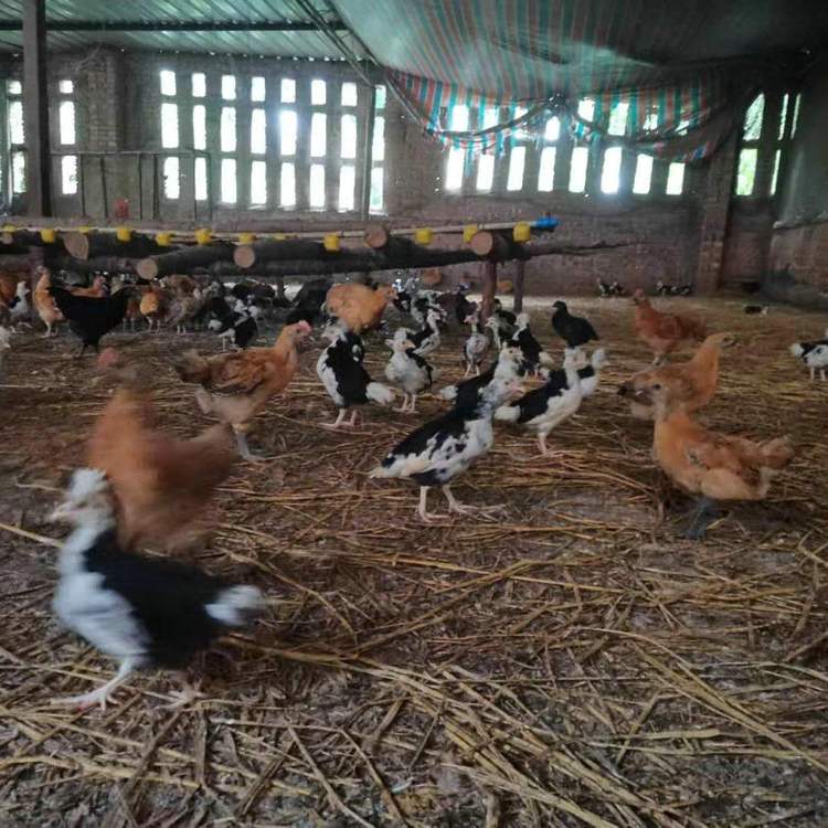 廣州貴妃雞圖片/廣州貴妃雞樣板圖 (2)