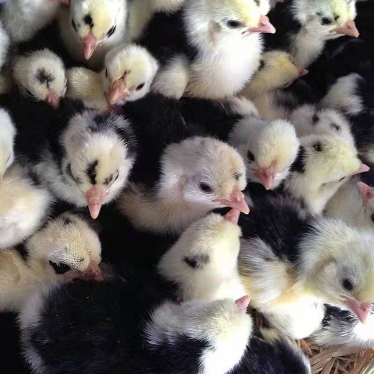 貴妃雞苗圖片/貴妃雞苗樣板圖 (3)