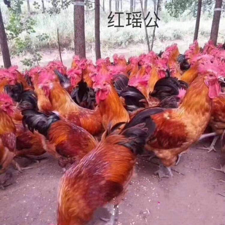 土雞苗圖片/土雞苗樣板圖 (3)