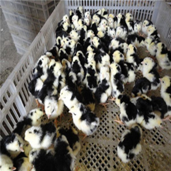 廣州貴妃雞圖片/廣州貴妃雞樣板圖 (1)