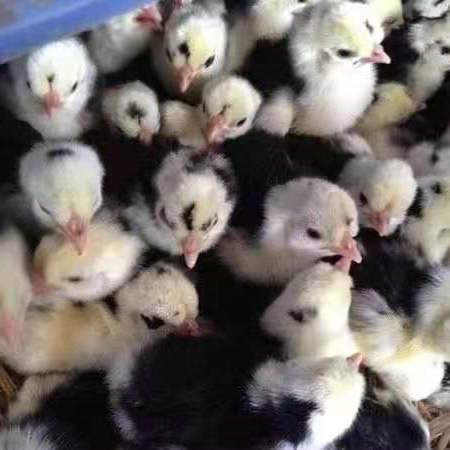 貴妃雞苗圖片/貴妃雞苗樣板圖 (1)