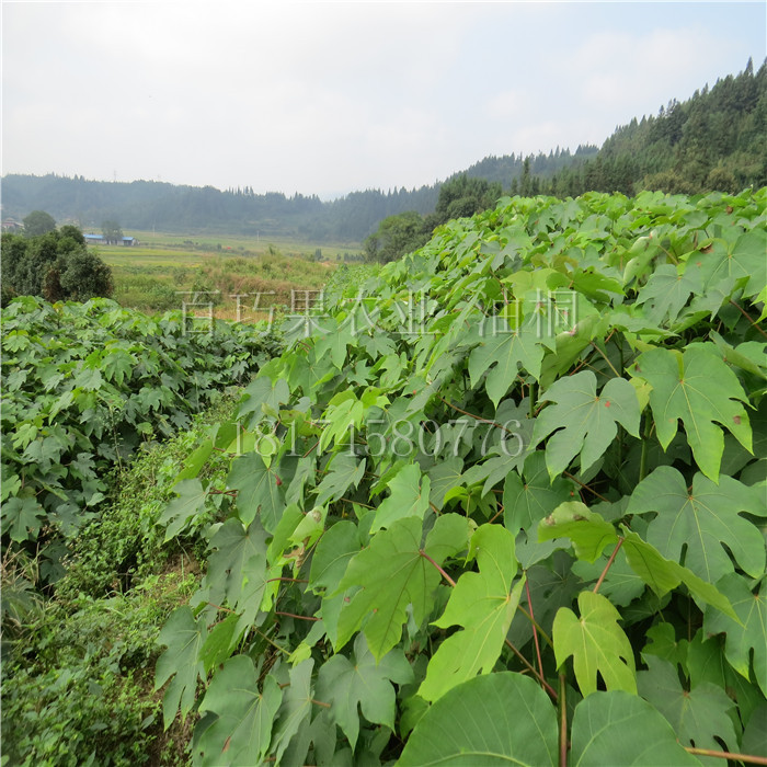 油桐圖片/油桐樣板圖 (1)