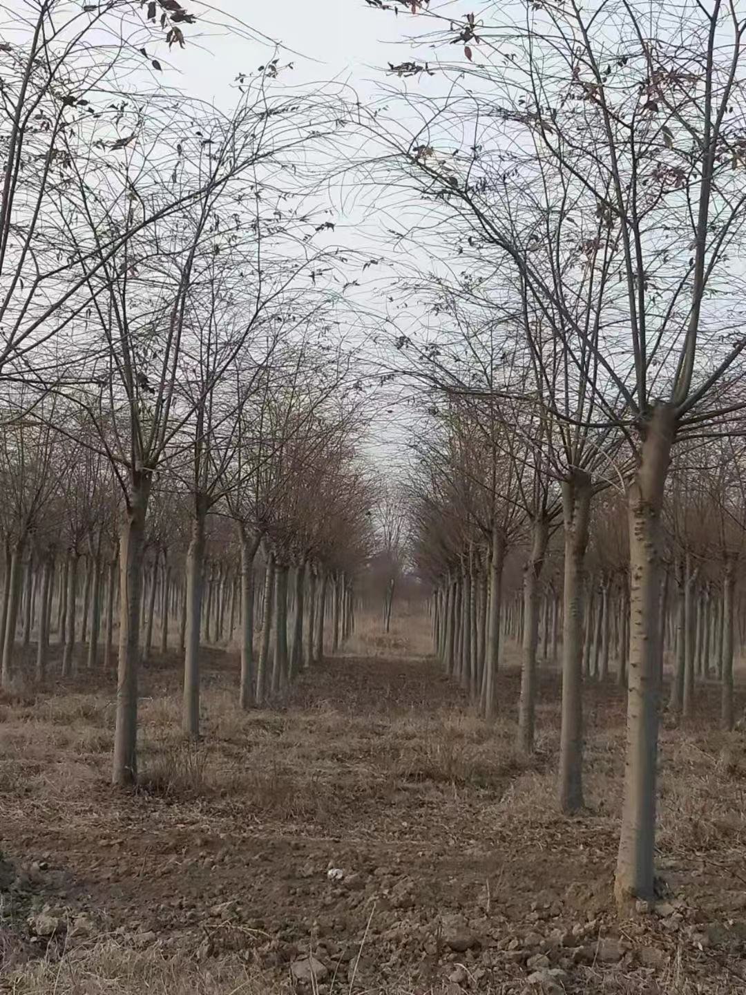 江西枫香，九江枫香，枫香产地图片