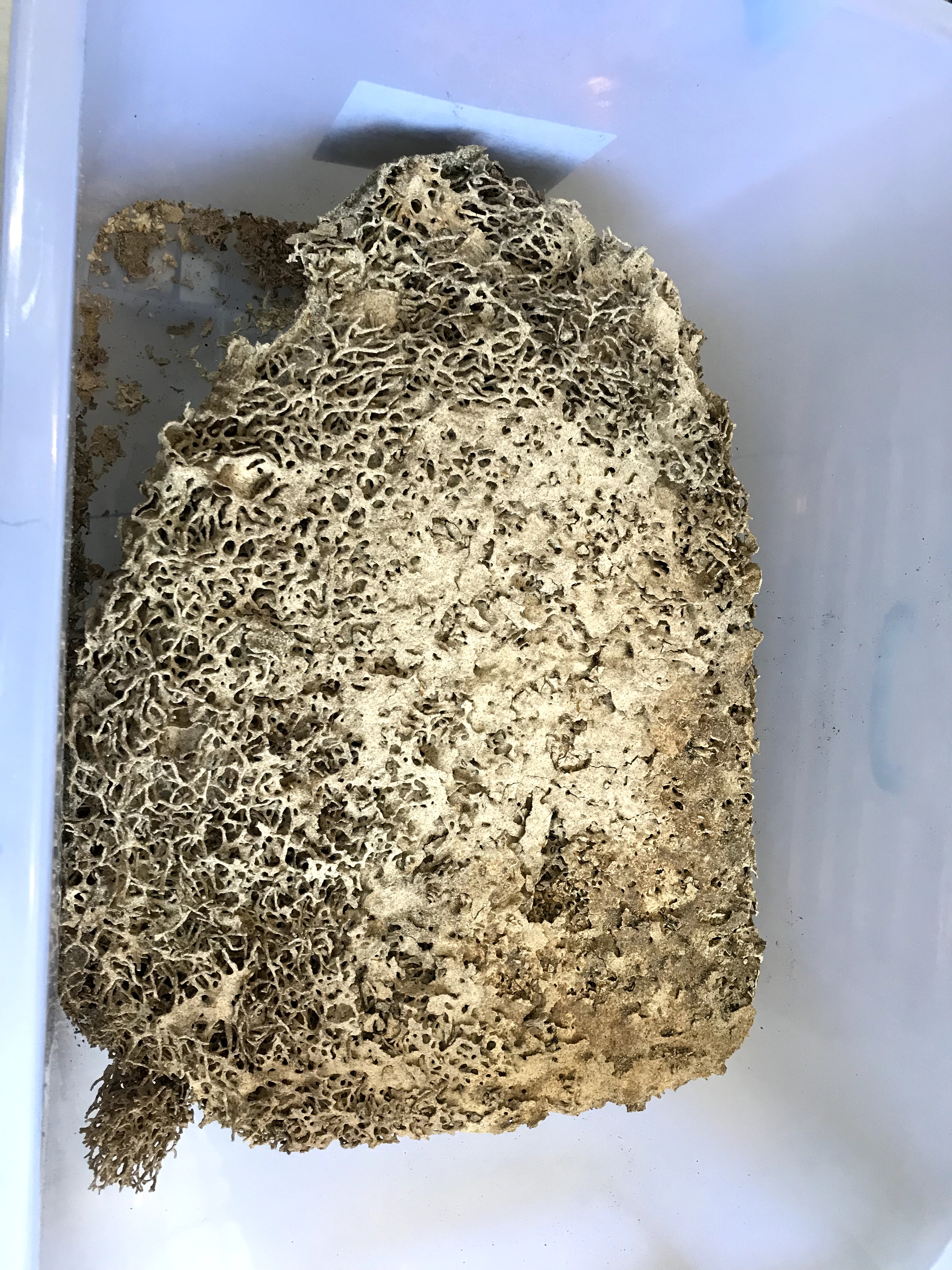 白蟻取巢滅窩電話 白蟻取巢滅窩公司哪家好-?佛山儒創(chuàng)有害生物防控技術(shù)有限公司 白蟻取巢滅窩工程