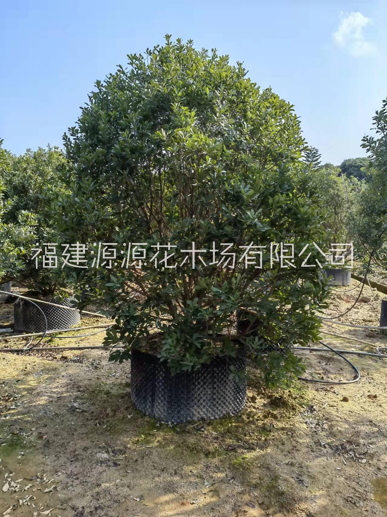 小葉欖仁圖片/小葉欖仁樣板圖 (2)