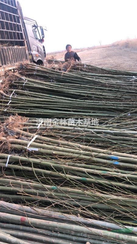 柳樹圖片/柳樹樣板圖 (2)