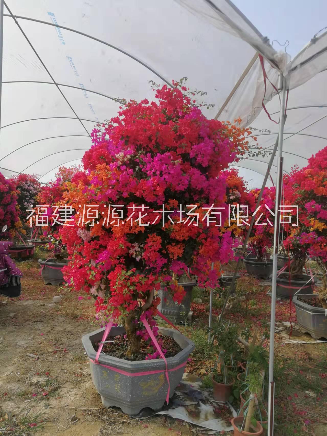 五鵲三角梅莊圖片/五鵲三角梅莊樣板圖 (4)
