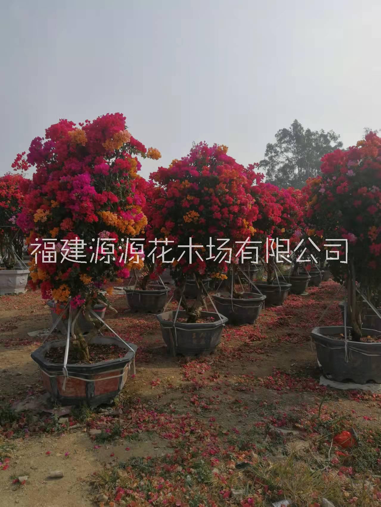 五鵲三角梅莊圖片/五鵲三角梅莊樣板圖 (2)