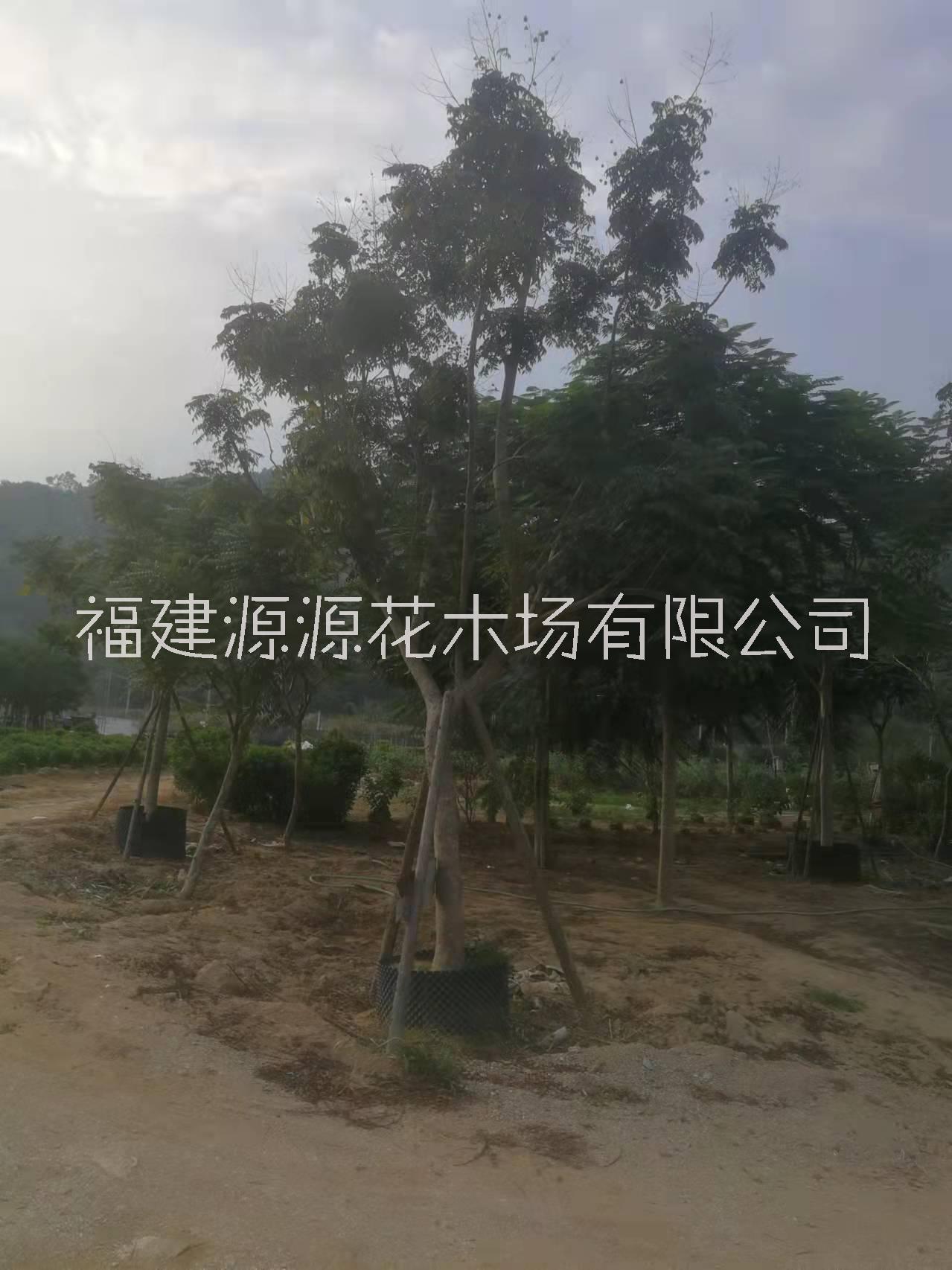 臺灣欒樹圖片/臺灣欒樹樣板圖 (4)