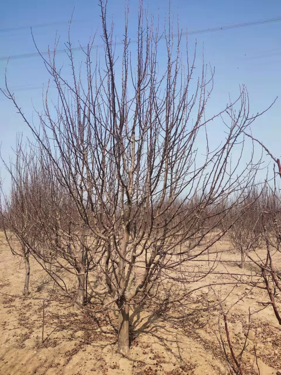 海棠圖片/海棠樣板圖 (3)