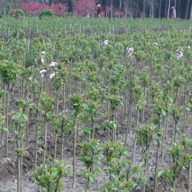 绍兴市樱花晚樱哪里价格便宜厂家