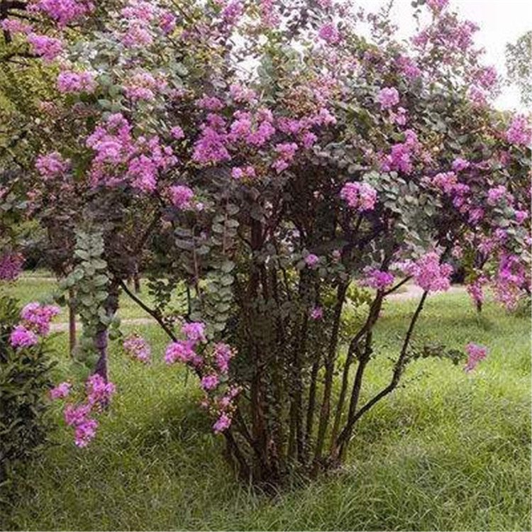 紫薇哪里好  紫薇哪里有