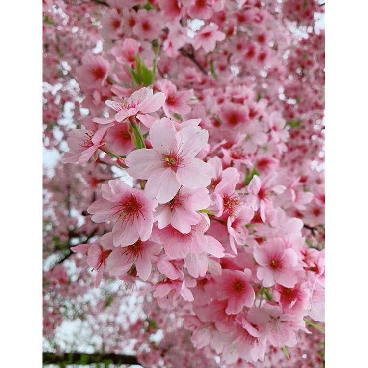 櫻花早櫻價格圖片/櫻花早櫻價格樣板圖 (3)