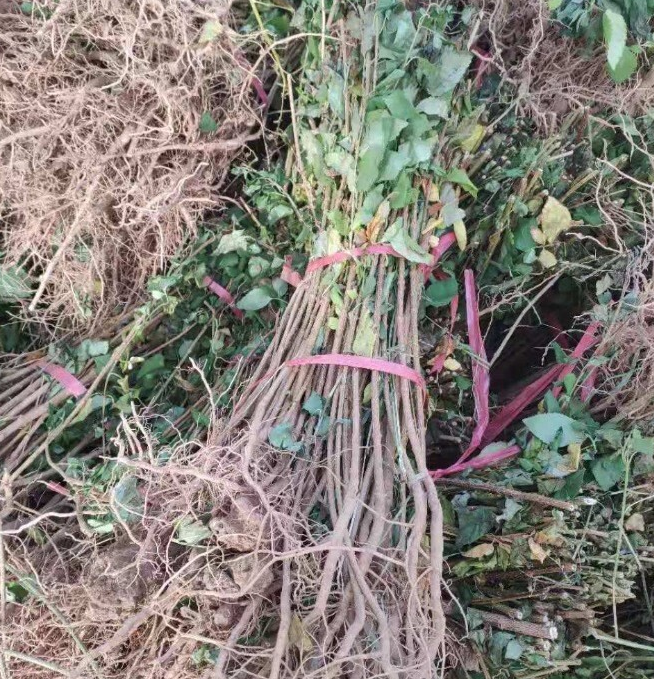 连翘苗生长习性 连翘苗种植基地 连翘苗