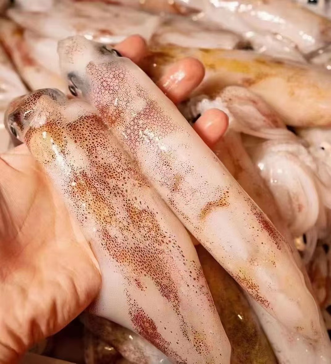 新鮮魷魚圖片/新鮮魷魚樣板圖 (2)