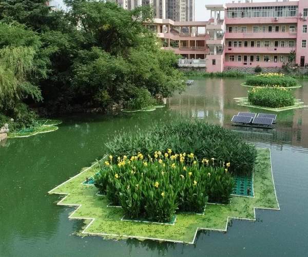 武漢水生植物浮島批發(fā)  武漢水生植物浮島制作多少錢