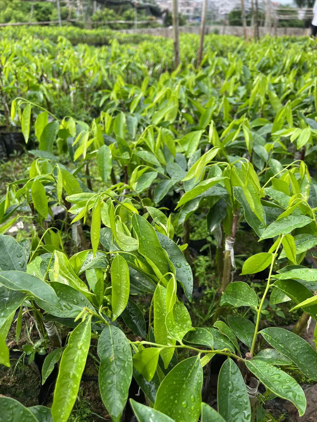 奇楠沉香圖片/奇楠沉香樣板圖 (1)