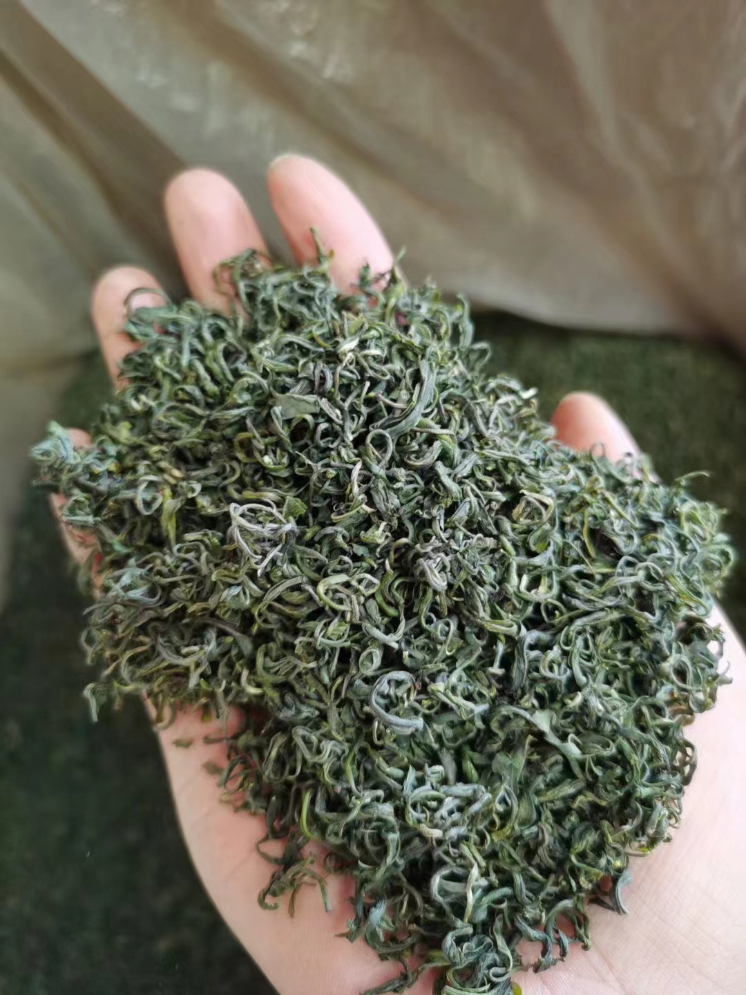 湖北綠茶恩施硒茶香茶農(nóng)村茶葉圖片/湖北綠茶恩施硒茶香茶農(nóng)村茶葉樣板圖 (3)