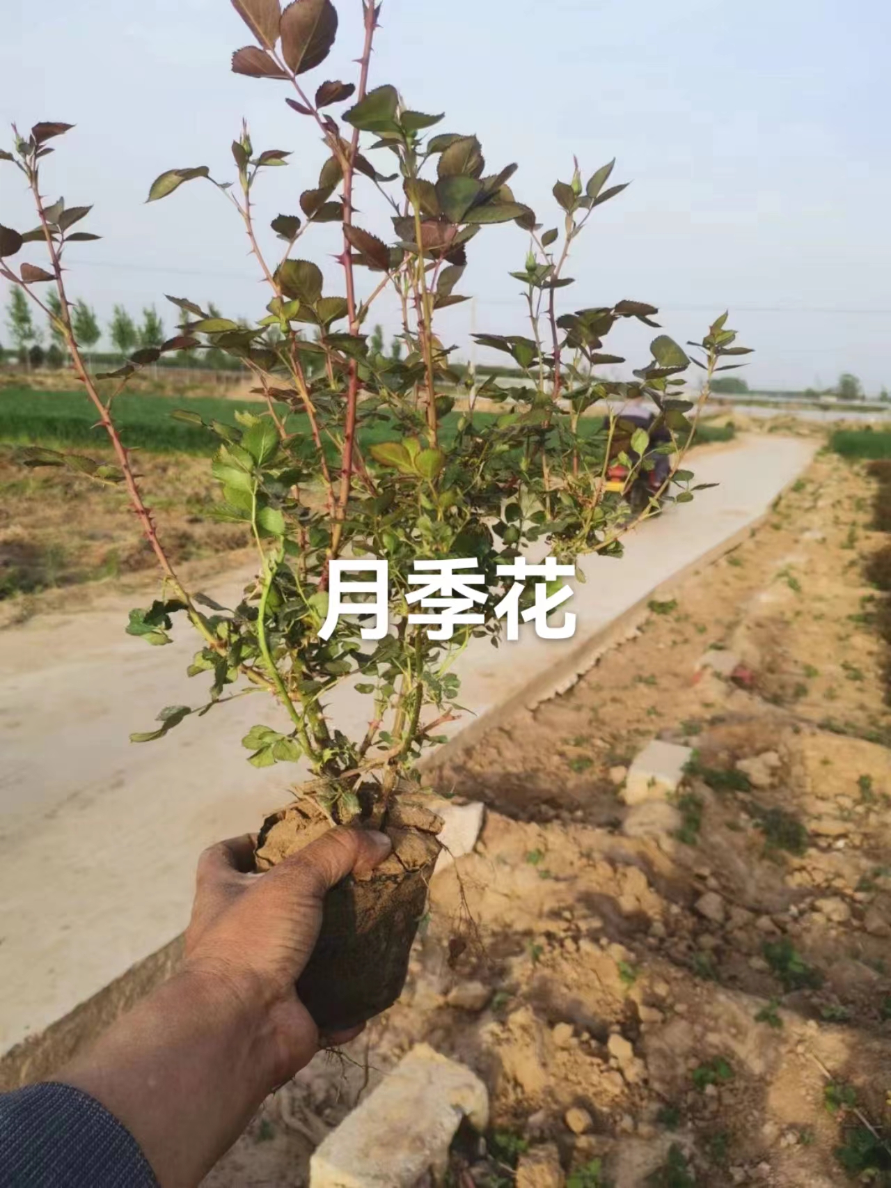 河北基地批發(fā)月季花