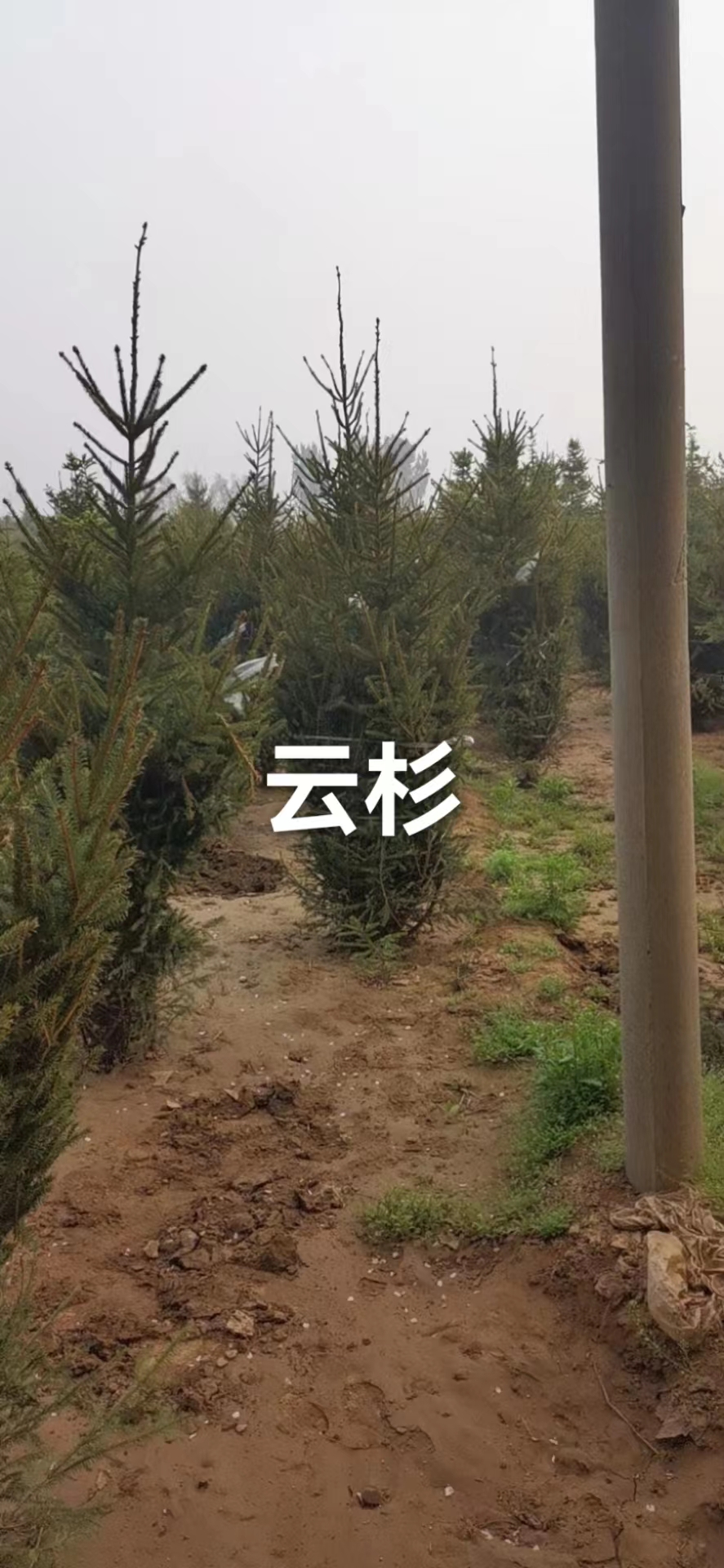 云杉圖片/云杉樣板圖 (2)