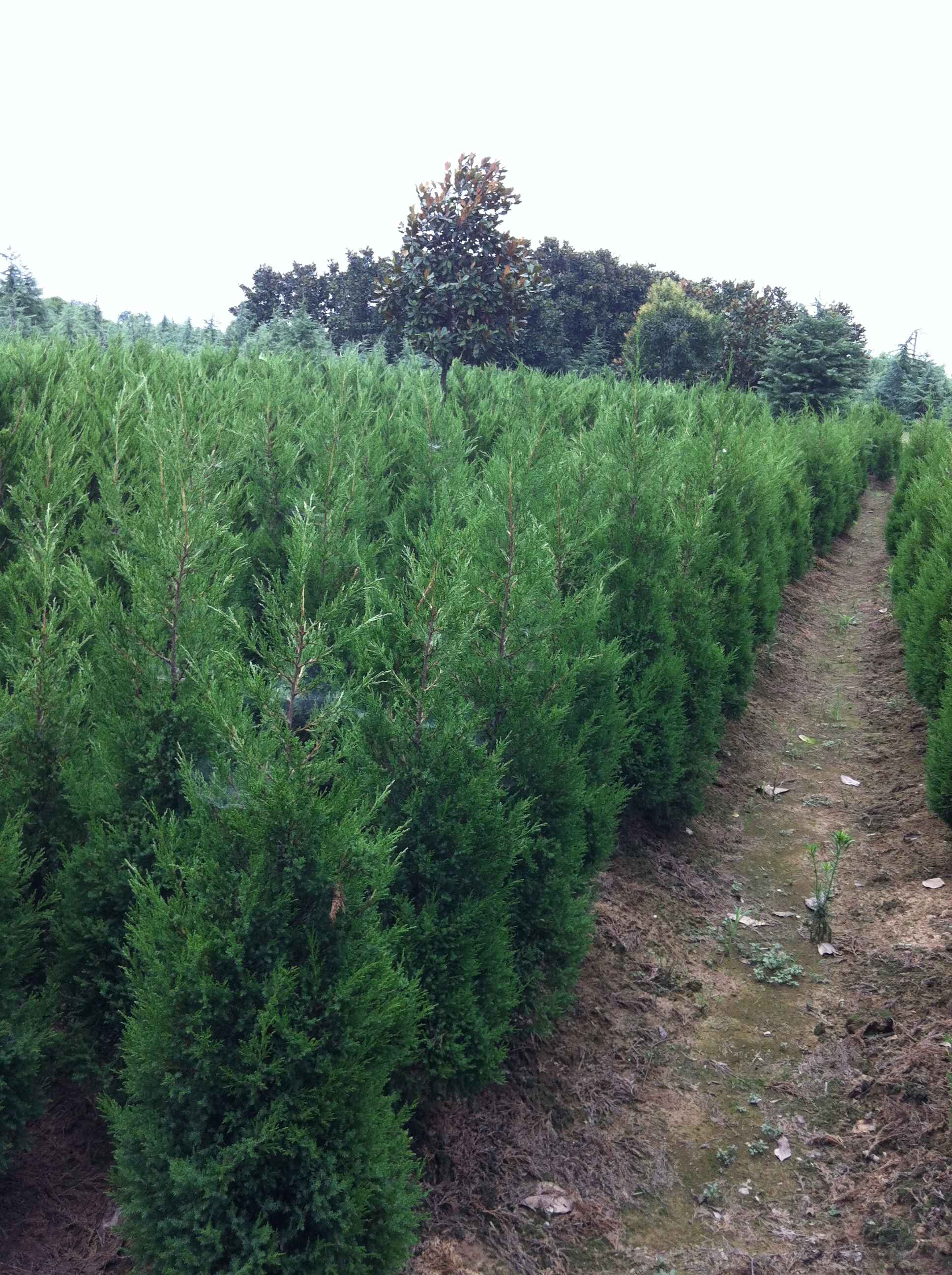 蜀檜圖片/蜀檜樣板圖 (3)