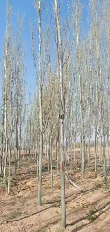 楊樹苗圖片/楊樹苗樣板圖 (1)