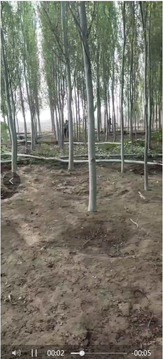 楊樹苗圖片/楊樹苗樣板圖 (3)