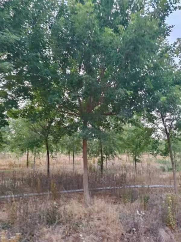 山東12公分元寶楓，元寶楓樹苗，元寶楓種植基地（山東迎瑞園林綠化工程有限公司）圖片