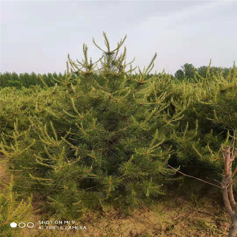 2米白皮松圖片/2米白皮松樣板圖 (1)