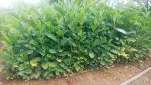 江南榿木圖片/江南榿木樣板圖 (3)