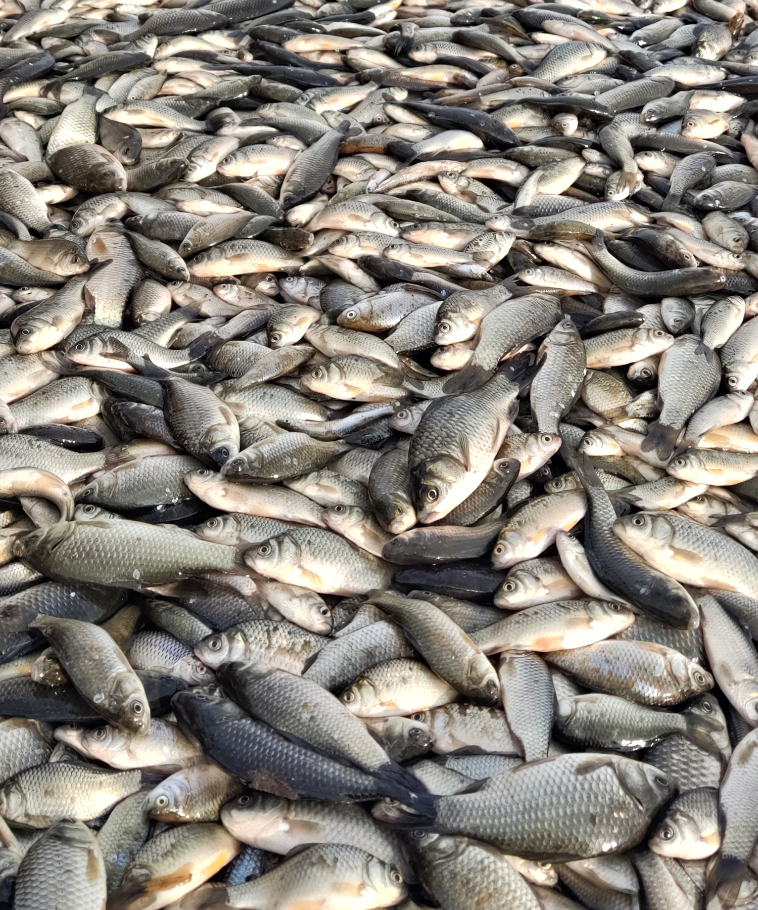 大批量長年收淡水魚 四大家魚 花白鰱魚 鯉魚 草魚