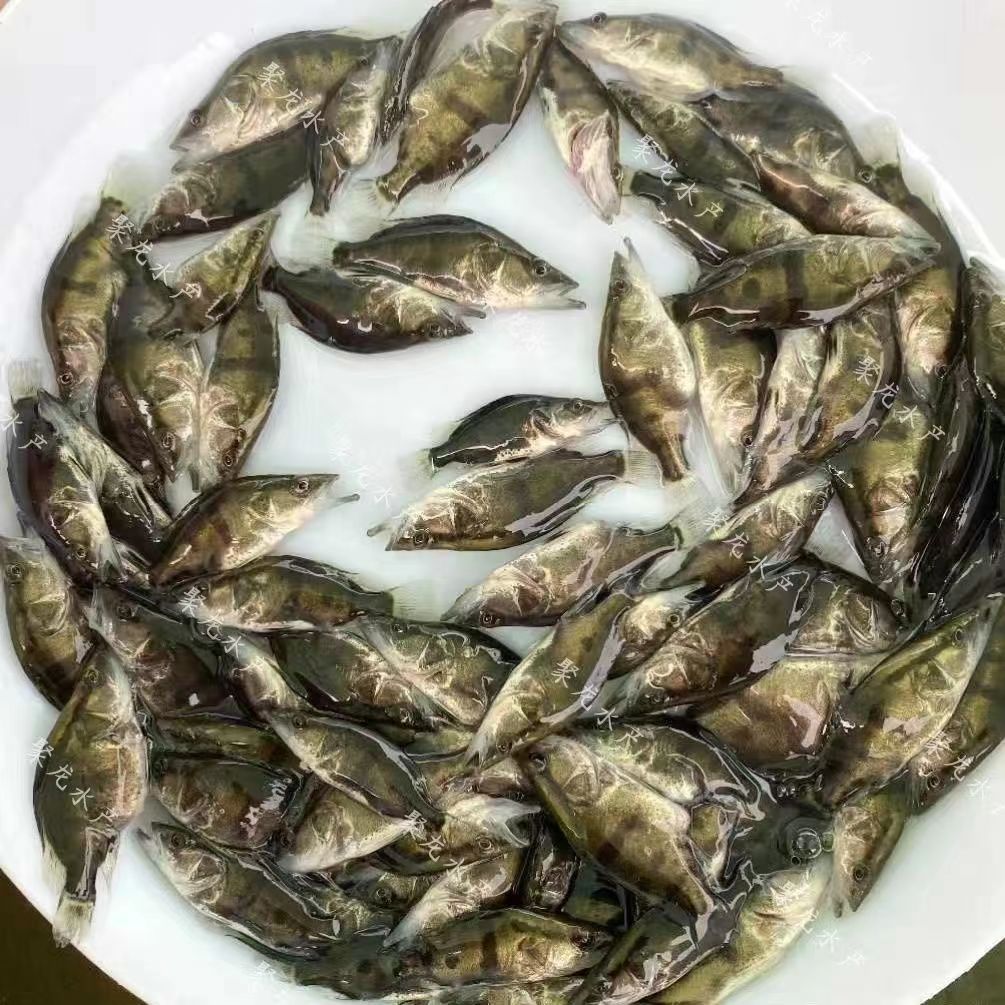 桂花魚圖片/桂花魚樣板圖 (3)